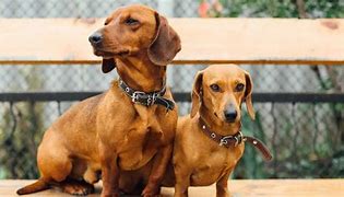Image result for Dachshund Size