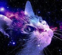 Image result for Galaxy Anime Kitten