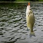 Image result for Striped Bass Fishing Lures