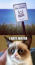 Image result for Drowning Cat Meme