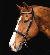 Image result for Bridle