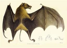 Image result for Vintage Bat Anatomy