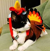 Image result for Thanksgiving Cat Images