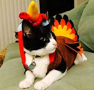 Image result for Cat Turkey Head