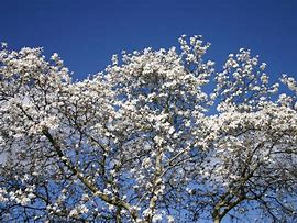 Image result for Magnolia loebneri Merrill