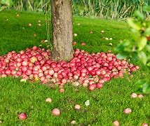 Image result for Full-Grown Apple Tree