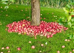 Image result for Grow Apples