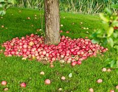 Image result for Tall Apple Hit The