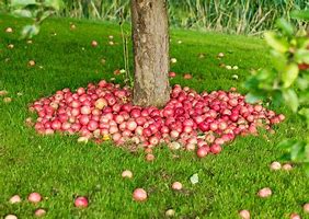 Image result for A Faraway an Apple Tree in Summer
