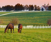 Image result for Kentucky Sunrise Horse Farm