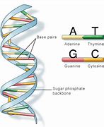Image result for DNA Sequence