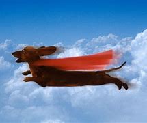 Image result for Flying Weiner Dog