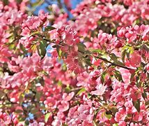 Image result for RedPrairie Apple Tree