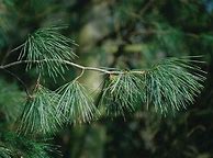 Image result for Pinus strobus Steven Ino