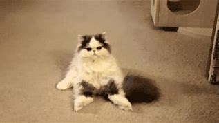 Image result for Hello Back at You with Funny Cat GIF