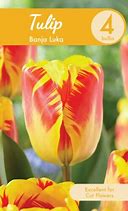 Image result for Tulip Banja Luka Box