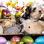 Image result for Easter Cat Wallpaper