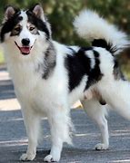 Image result for Hybrid Dogs