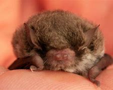 Image result for Cute Microbats