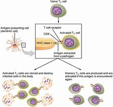 Image result for Smart Brain T-cell