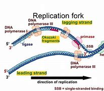 Image result for DNA Replication Ligase