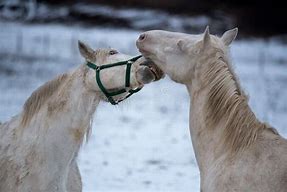Image result for White Horse Love