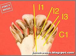 Image result for Aging Whitetail Deer Teeth Pictures