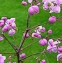 Image result for Thalictrum Fairy Wings