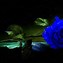 Image result for Blue Rose Phone Wallpaper