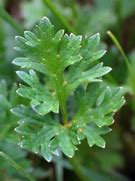 Image result for Ranunculus acris Sulfureum