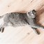 Image result for Cute Scottish Fold Cat