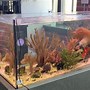 Image result for Lagoon Reef Tank