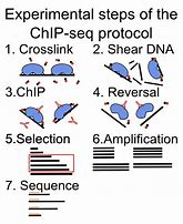 Image result for Chip Sequencing