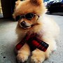 Image result for Funny Dog Sunglasses