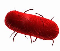 Image result for Plague Inc PNG