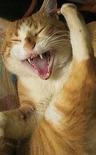 Image result for Laughing Cat Meme