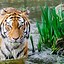 Image result for Asian Style Tiger iPhone