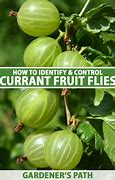 Image result for "currant-fruit-fly"