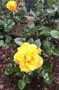 Image result for Hybrid Tea Rose Midas Touch