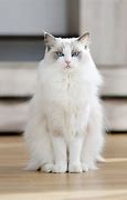 Image result for White Ragdoll Cats