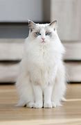 Image result for White Fluffy Cat Meme