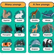 Image result for Animals That Feign