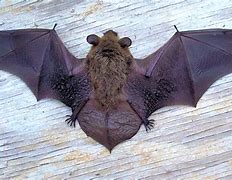 Image result for Pics of Bats in the Belfry