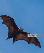 Image result for Brown Bat Flying