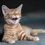 Image result for Laughing White Cat