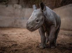 Image result for Albino Baby Rhino