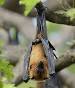 Image result for South American Giant Bat