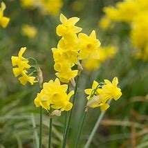 Image result for Narcissus Sunlight Sensation