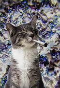 Image result for Cat Weed Meme