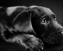 Image result for Labrador Retriever Black and White